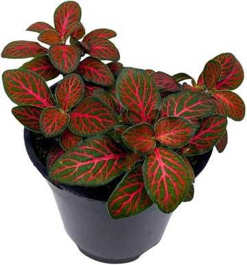 Red Fittonia Verschaffeltii Plant Seeds for Planting - Non GMO & Heirloom Seeds for planting in home garden