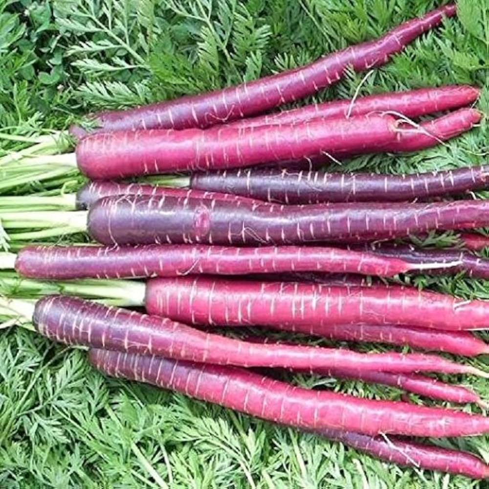 Purple carrots growing in a home vegetable garden