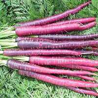 Purple carrots growing in a home vegetable garden