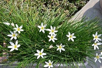 Zephyranthes Candida Flower Seeds for Planting - NON GMO Seeds for planting in home garden