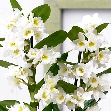 White Dendrobium Flower Seeds for Planting - NON GMO Seeds