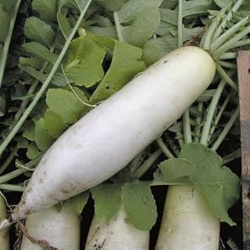 Radish Seeds for Planting, 100 Pcs pcs