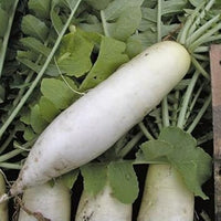 Radish Seeds for Planting, 100 Pcs pcs