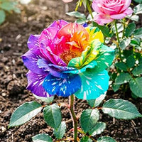 Mixed bloom rose plants with colorful flowers growing in a garden

