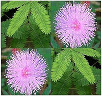 Mixed Schrankia Uncinata Plant Seeds for Planting - 100 pcs