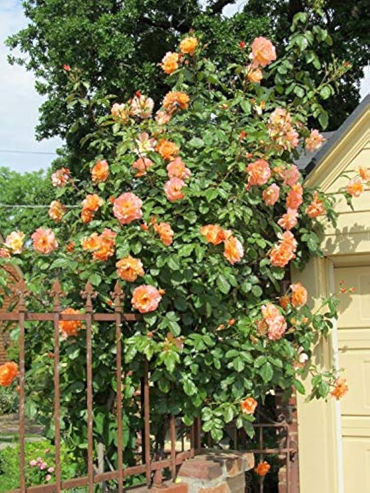 Light Orange Climbing Rose Seeds for Planting - Heirloom & Non-GMO Seeds for Home Garden, 100 pcs