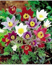 Mix Pulsatilla Pasque Flower Seeds – Heirloom Non-GMO Garden Blooms for Landscaping