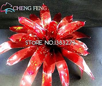 Red Bromeliad Plant Seeds for Planting - 100 pcs for planting in your garden.