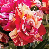 Cream Red Spirit Rose Plant Seeds for Planting - Non-GMO Heirloom Garden Seeds for Growing