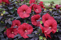 Perennial Flower Seeds for Planting - 100 pcs - Flower for planting in home garden
