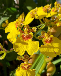 Oncidium Flower Seeds 100 pc for Planting 100 pcs