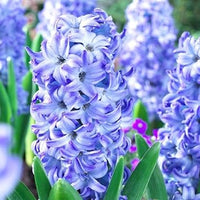 Sky Blue Hyacinthus Orientalis Flower Seeds for Planting NON GMO Seeds