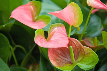 Green-Pink Anthurium Plant Seeds for Planting - Heirloom and Non-GMO garden seeds for planting in your garden.