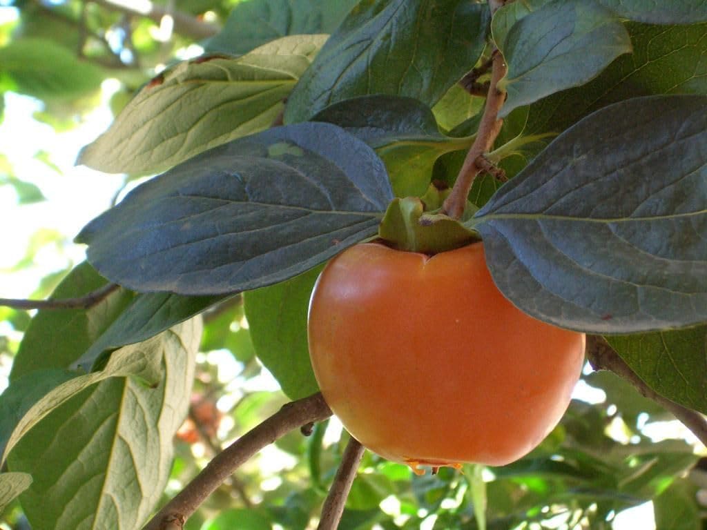 Suculentas Caqui Fruit Seeds - A Hardy and Flavorful Plant for Your Garden 100 Pcs pcs