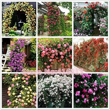 100 Pcs