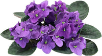 African Violet Delosperma Flower Seeds for Planting - 100 pcs