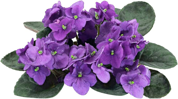 African Violet Flower Seeds â€“ Heirloom, Non-GMO Seeds for Planting Indoor Blooming Plants