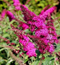 Organic Pink Butterfly Bush Flower Seeds for Planting ƒ?? Heirloom, Non-GMO for planting in your garden.
