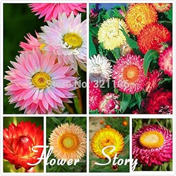 100 Pcs