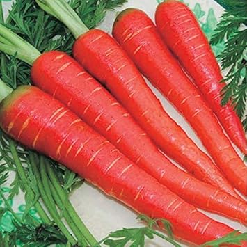 Carrot Vegetable Seeds for Planting - 100 Pcs pcs