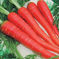 Carrot Vegetable Seeds for Planting - 100 Pcs pcs