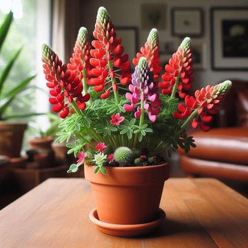 Red Dwarf bonnet Flower Seeds for Planting heirloom & Non-GMO Seeds for planting in home garden