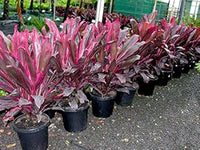Red Cordyline Rubra Plant Seeds for Planting, 100 pcs