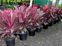 Red Cordyline Rubra Plant Seeds for Planting, 100 pcs
