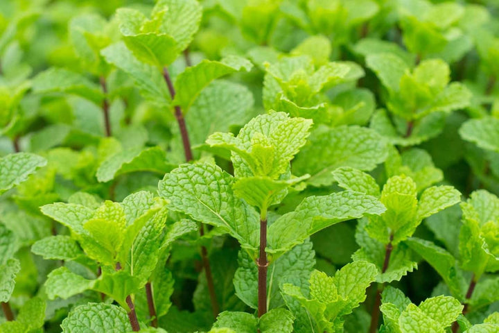 Mint Plant Seeds for Planting, 100 pcs