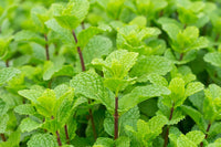 Mint Plant Seeds for Planting, 100 pcs