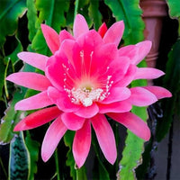 Epiphyllum Bumpkin Cuttings, Pieces, - cm, Stunning Pink Flowers