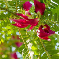 Heirloom Non-GMO Grandiflora Flower Seeds for Planting – Large Vibrant Blooms for Eye-Catching Gardens