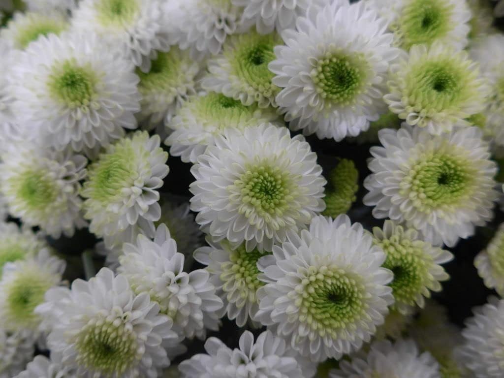 Green (Green scientific name) for planting in garden