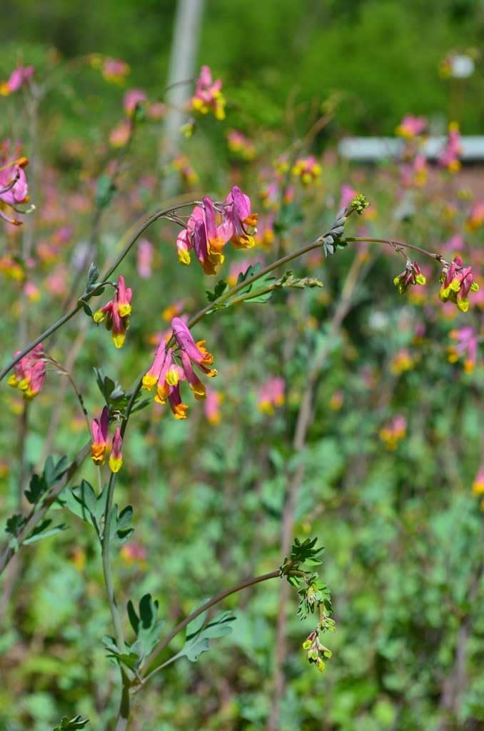 Heirloom Non-GMO Corydalis Sempervirens Flower Seeds for Planting – Hardy Fragrant Wildflower Garden Blooms