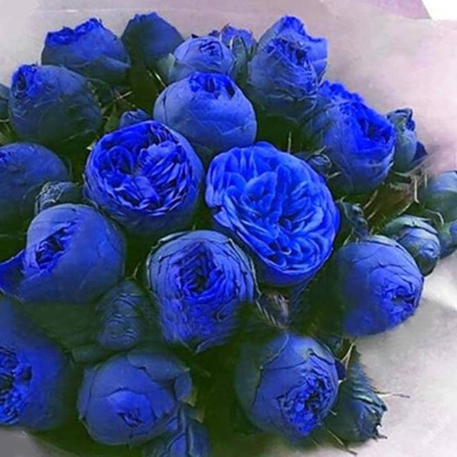 Heirloom Non-GMO Ranunculus Flower Seeds for Planting ƒ?? Blue Blooms, Vibrant and Elegant for planting in your garden.