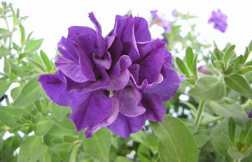 Violet (Violet scientific name) for planting in garden