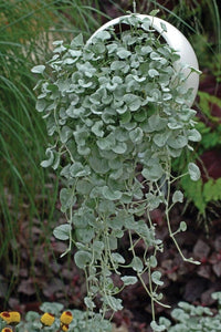 Heirloom Non-GMO Dichondra Repens Plant Seeds – Ground Cover Lawn Seeds for Garden Planting for planting in your garden.