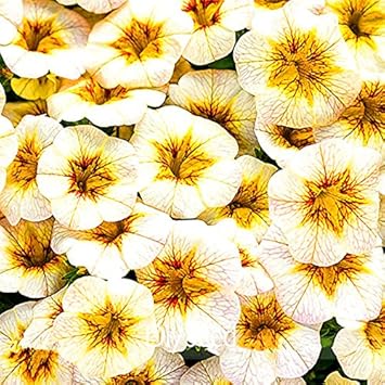 White Yellow Calibrachoa Seeds for Planting – Organic, Heirloom, Non-GMO