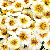 White Yellow Calibrachoa Seeds for Planting – Organic, Heirloom, Non-GMO