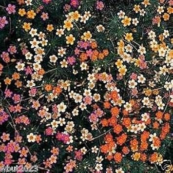 Mix Leptosiphon Flower Seeds for Planting - 100 pcs seeds for planting in home garden