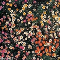 Mix Leptosiphon Flower Seeds for Planting - 100 pcs seeds for planting in home garden