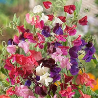 Pea Flower Seeds Heirloom Non GMO Planting - 100 pcs for planting in home garden