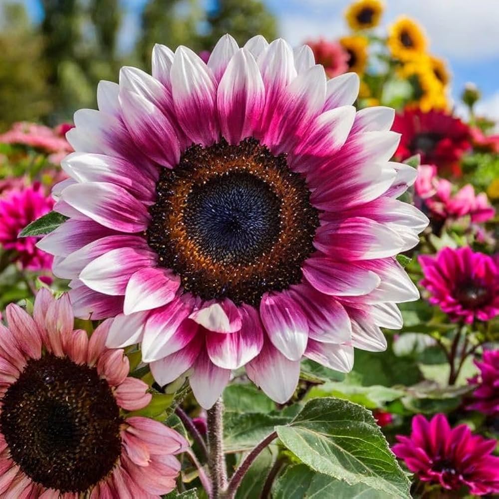 Pink Sunflower Seeds for Planting – Rare, Vibrant Blooms for Garden Beauty | Non-GMO Flower Seeds