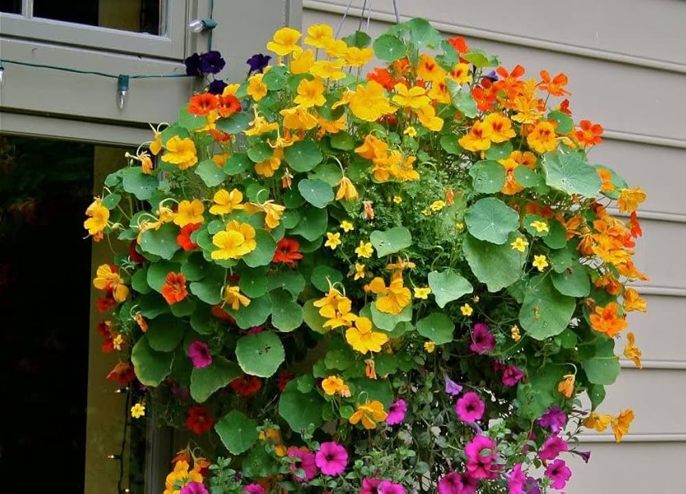 Heirloom Non-GMO Nasturtium Flower Seeds for Planting ƒ?? Mixed Color Edible Blooms for Garden Borders for planting in your garden.