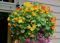 Heirloom Non-GMO Nasturtium Flower Seeds for Planting ƒ?? Mixed Color Edible Blooms for Garden Borders for planting in your garden.