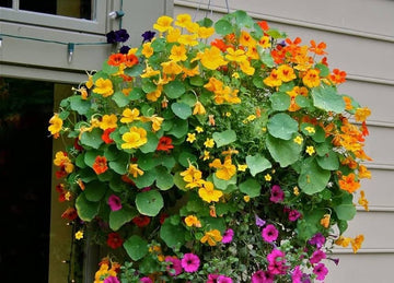 Heirloom Non-GMO Nasturtium Flower Seeds for Planting ƒ?? Mixed Color Edible Blooms for Garden Borders for planting in your garden.