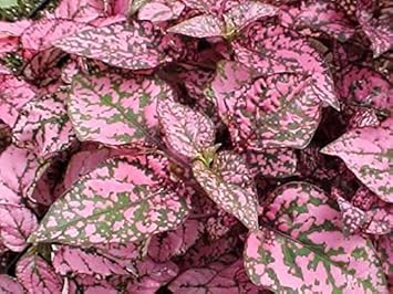 Hypoestes Polka Plant Seeds Pink for Planting 100 pcs