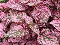 Hypoestes Polka Plant Seeds Pink for Planting 100 pcs