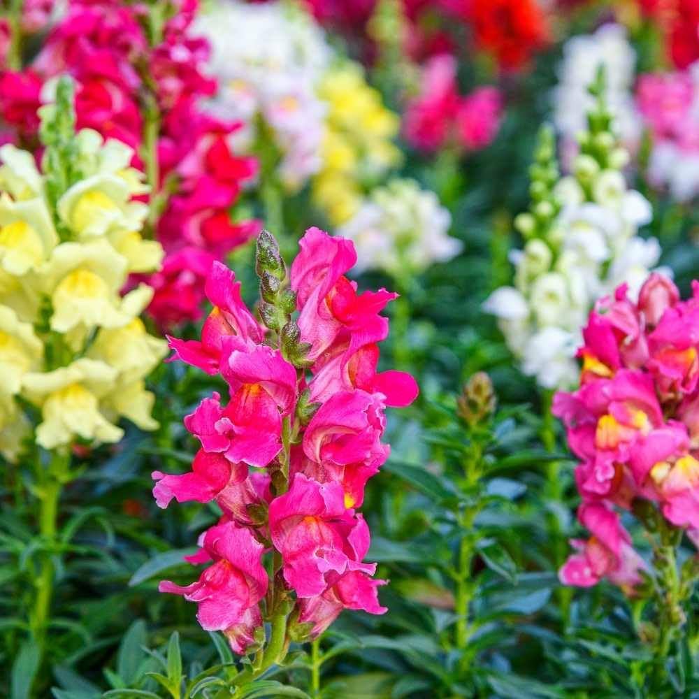Mix Midnight Snapdragon flower seeds for planting in home gardens