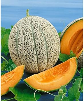 50pcs Jumbo Cantaloupe Fruit Seeds - Grow Giant, Juicy Cantaloupes in Your Garden 100 Pcs pcs